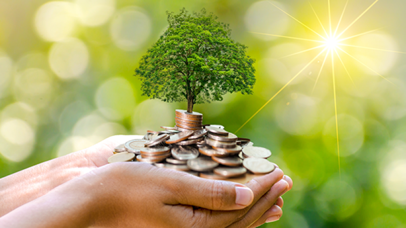Hands hold a pile of coins with a tree growing out of it.