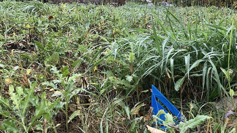 Long grass in excess of 6 inches and thistles