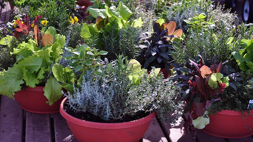 Vegetables growing in pots