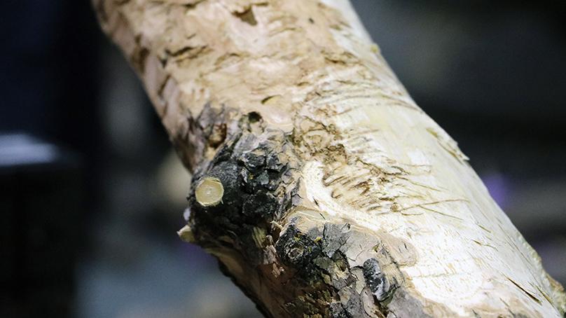 Tree bark with scaring