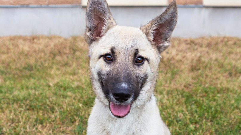 Adoptable dog named Tangela