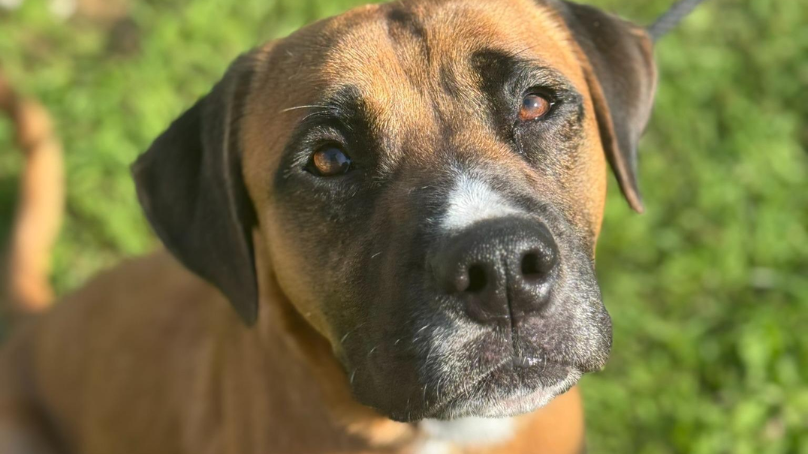 Adoptable dog named Morty