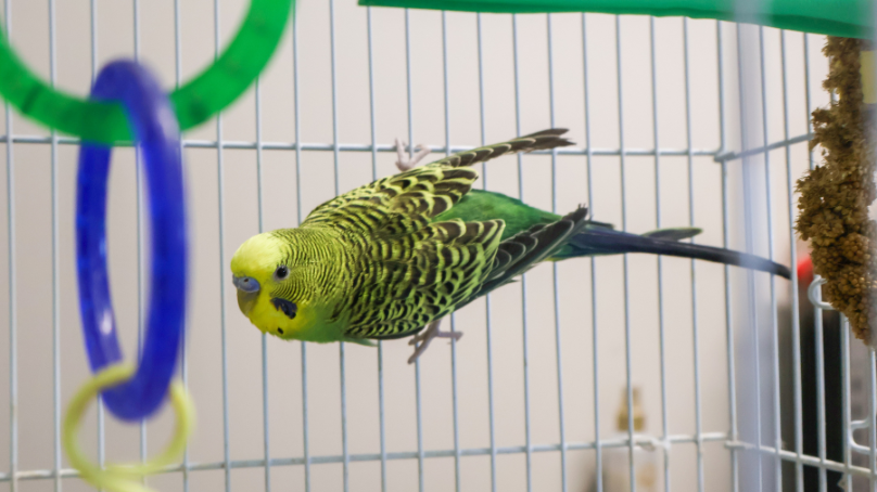 A green bird perched on a cage