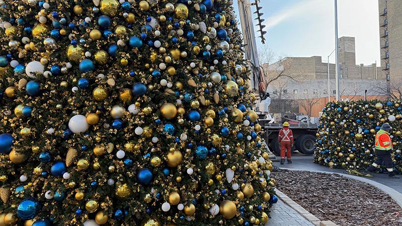 City Hall Christmas Tree being put up