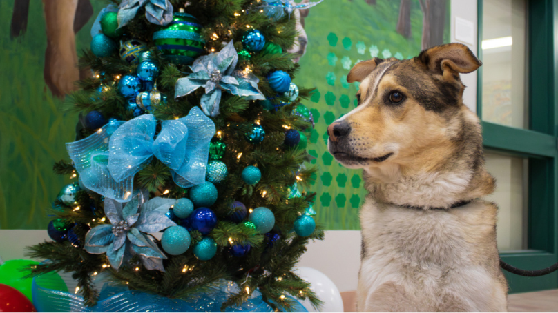 Dog sitting near Christmas tree at Winnipeg Animal Services