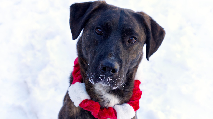 Dog in the snow, wearing a holiday collar