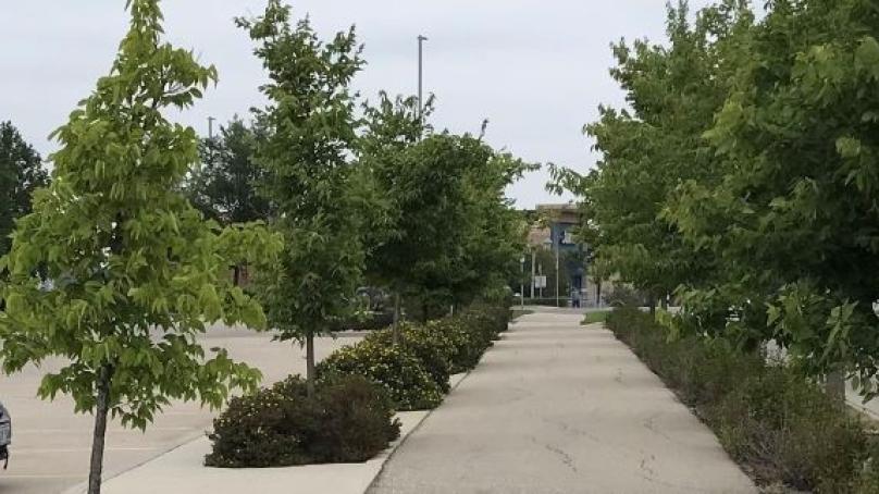 example of path of travel including a planting bed or grass along the edge