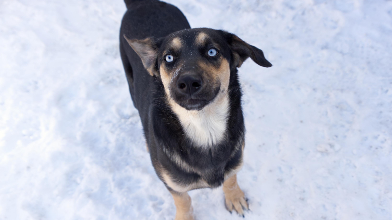 Dog outside in the snow