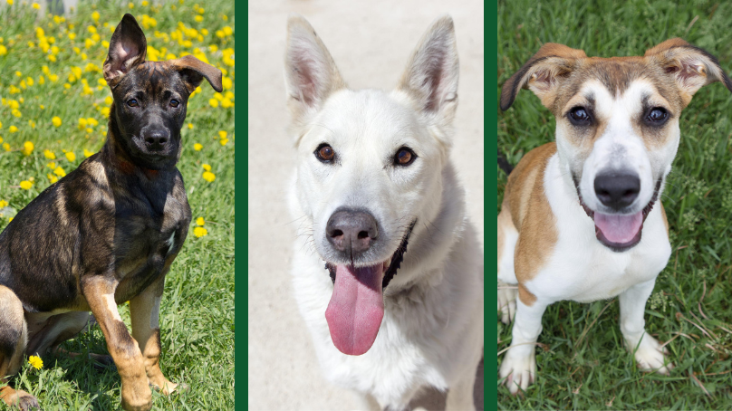 Three dogs available for adoption
