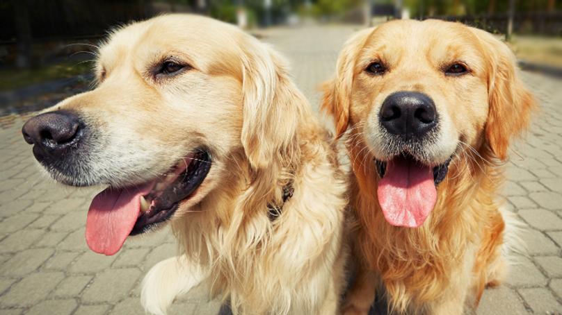 Dogs outside in summer
