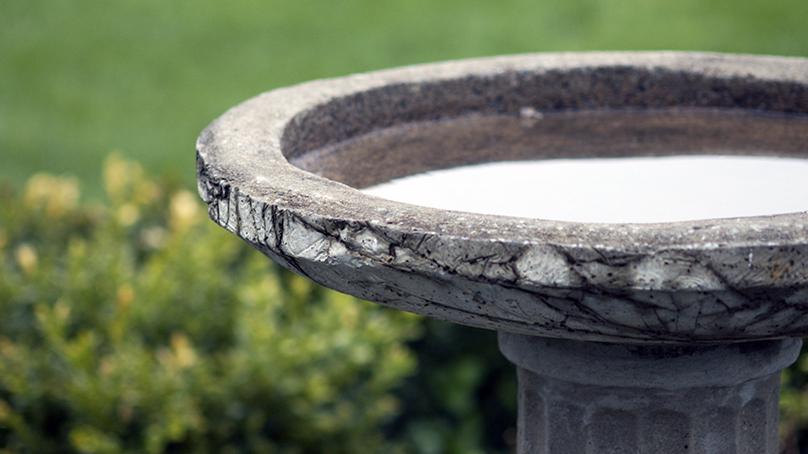 bird bath filled with water