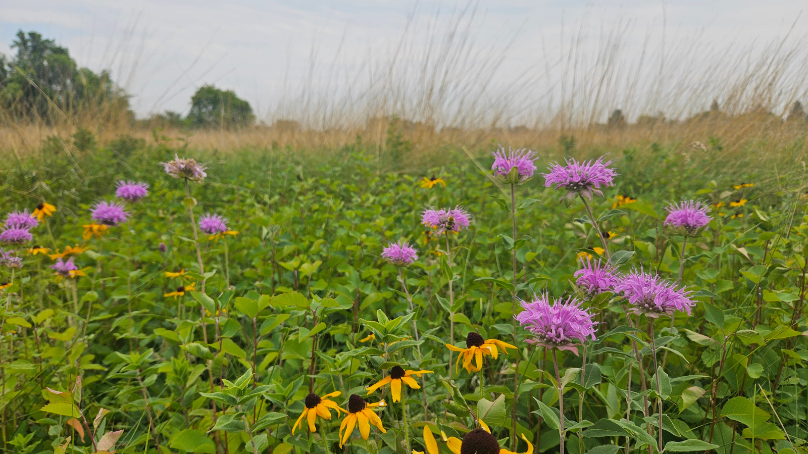 Winnipeg's Living Prairie Museum is home to more than 150 different grass and wildflower species
