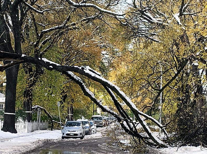 Crews worked to clear roughly 30,000 public trees that were damaged.