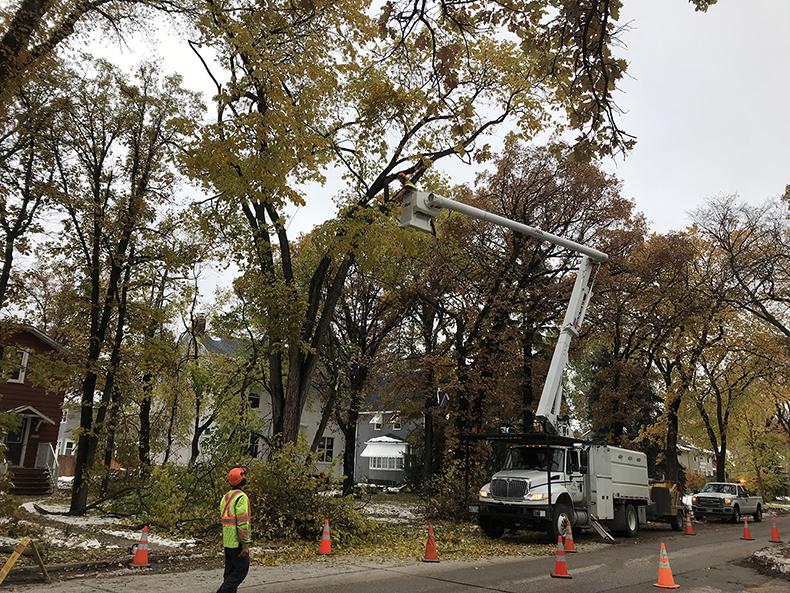 Crews worked to clear roughly 30,000 public trees that were damaged.