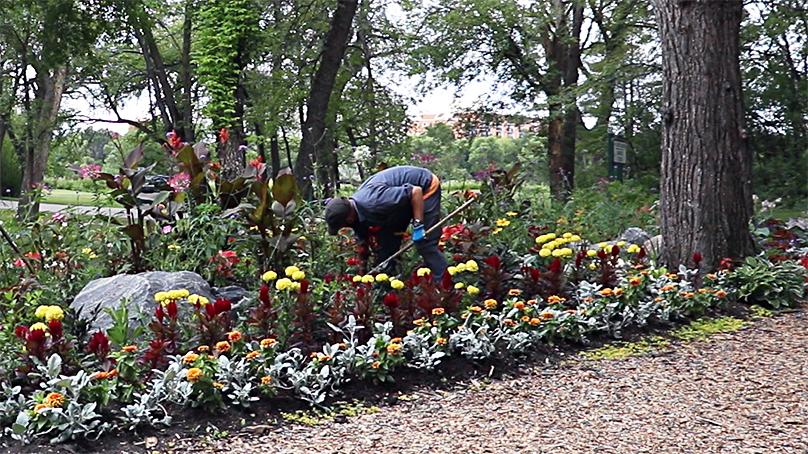 Un jardinier qui entretient les parterres de fleurs du parc de Saint-Vital