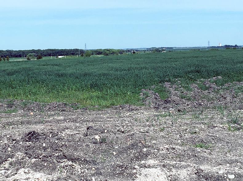 Native prairie landscape that has been established at the closed Summit Road Landfill.