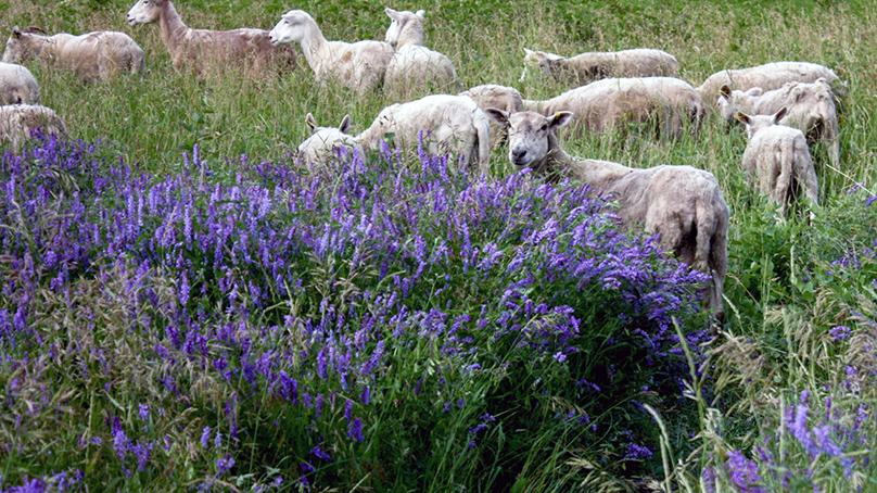 Living Prairie Museum has sheep grazing through July.