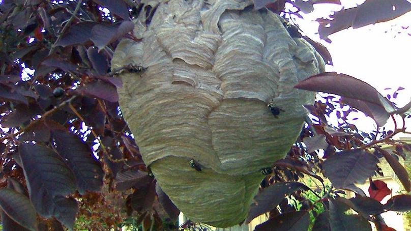 Wasp nest in a tree.