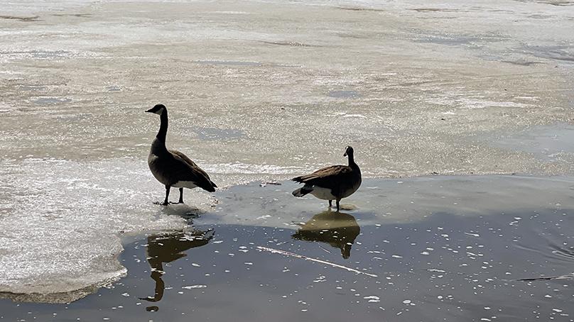 Pet owners should keep their pets leashed while near frozen waterways to prevent them from chasing something onto the thin ice, such as these Canada geese on a melting retention pond.
