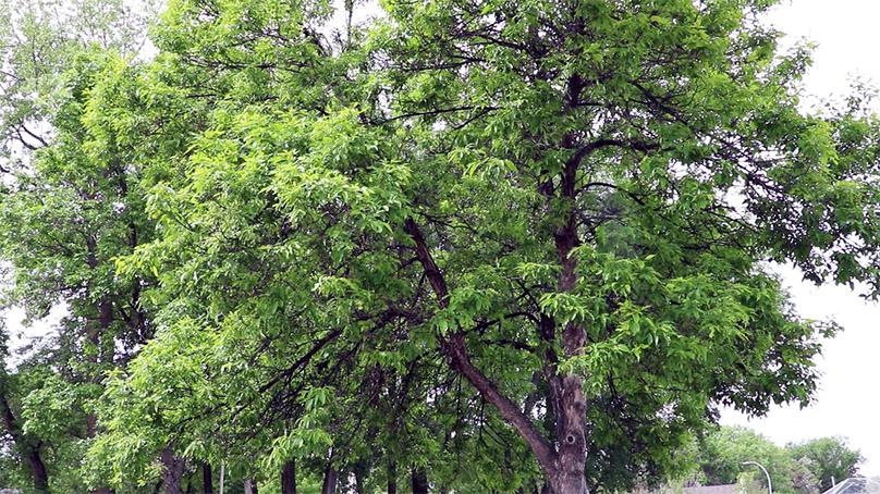 A healthy ash tree.