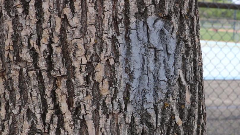 Trees slated for injections will be marked with a grey dot painted on the bark.