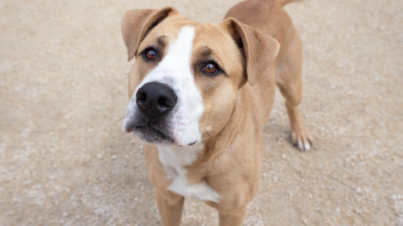 Chevy is one of the dogs currently available for adoption at Winnipeg Animal Services