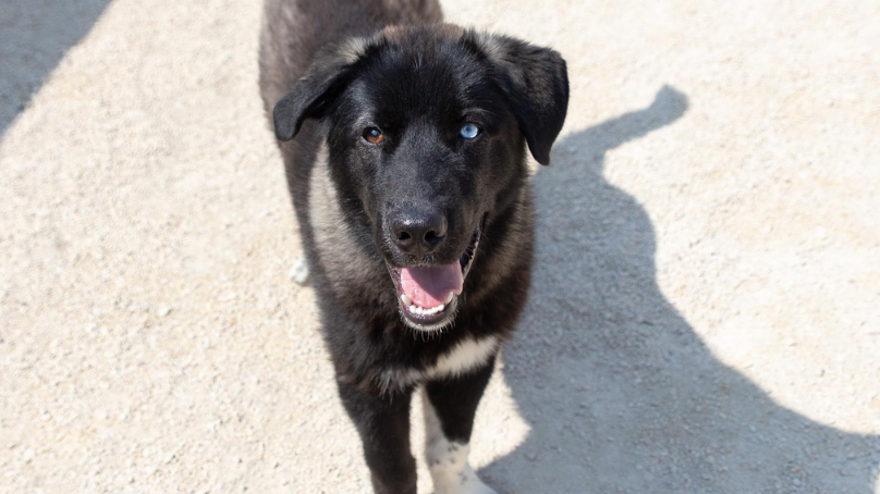Logan is one of the dogs currently available for adoption at Winnipeg Animal Services