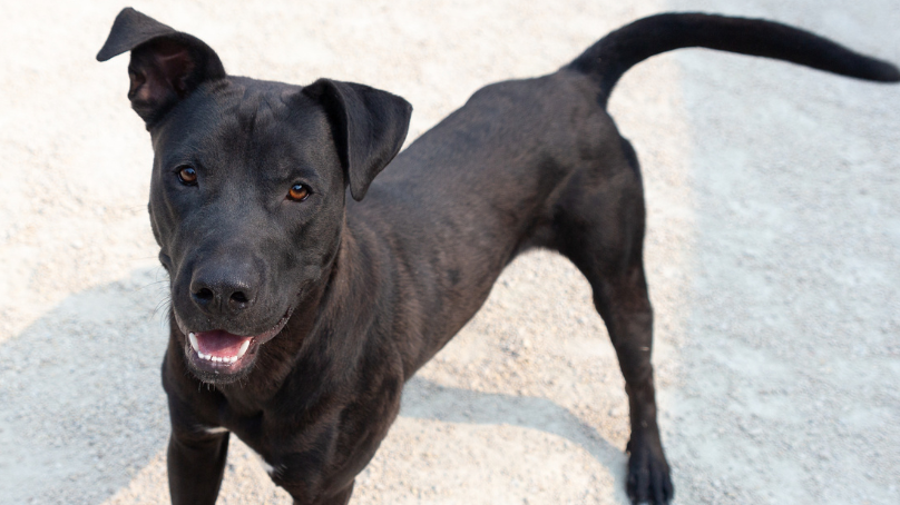 Sebastian is one of the dogs currently available for adoption at Winnipeg Animal Services