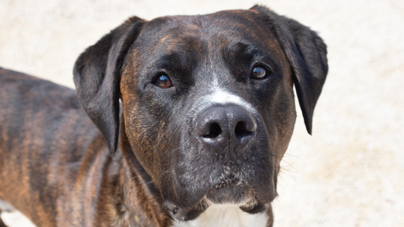Yoshi is one of the dogs currently available for adoption at Winnipeg Animal Services