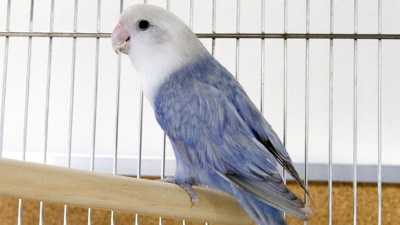 Winnipeg Animal Services brought more than 40 birds into care.