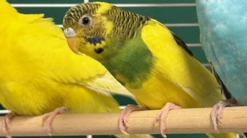 Winnipeg Animal Services brought more than 40 birds into care.