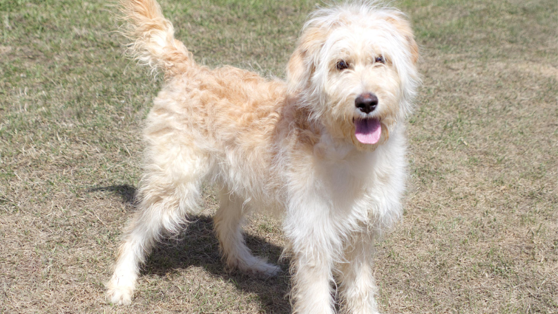 Annie has been at Animal Services for over 60 days
