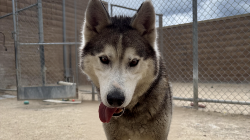 Bear is looking for a home where he can comfortably spend his golden years